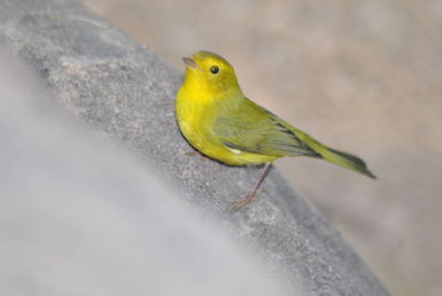 Close-up of bird perching