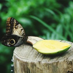 Close-up of insect on leaf