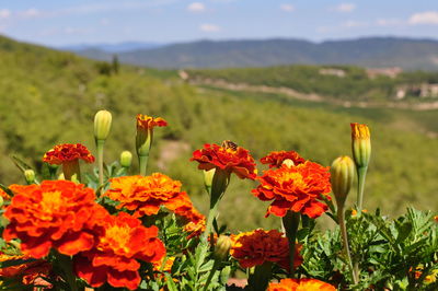 Close-up of red flowering plants on field