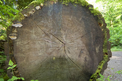 Full frame shot of tree stump