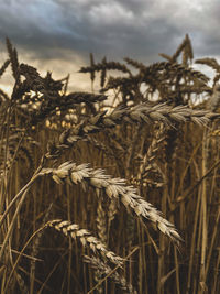 Close-up of stalks in field against sky