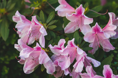 Close-up of pink flowering plants