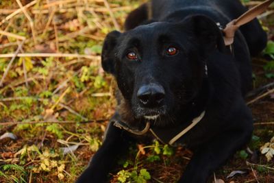 Portrait of black dog lying on field