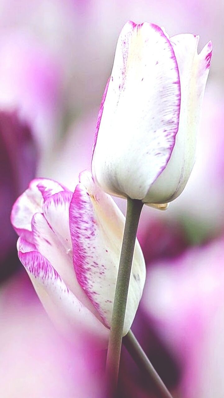 flower, petal, fragility, freshness, close-up, growth, pink color, beauty in nature, flower head, focus on foreground, nature, single flower, plant, blooming, stem, selective focus, pink, bud, in bloom, day