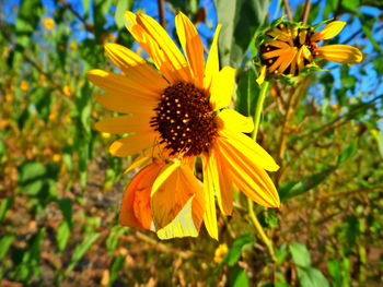 Close-up of yellow flower