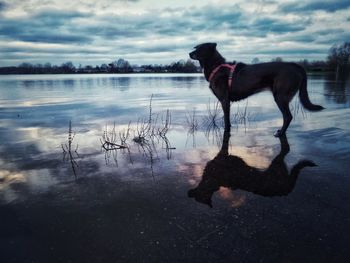 Dog on lake against sky