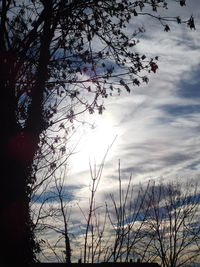 Low angle view of trees against sky