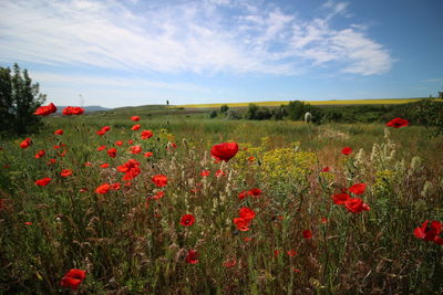 Red poppies on field against sky