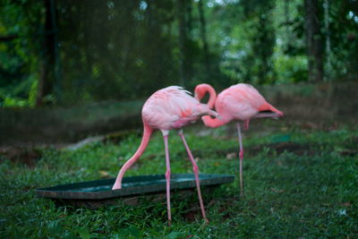 Flamingoes drinking from trough in zoo