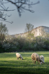 Sheep grazing in a field