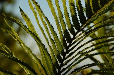 Close-up of palm tree leaves