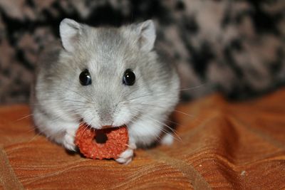 Little hamster