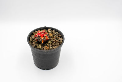 Close-up of potted plant against white background