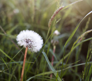 Close-up of flower growing outdoors