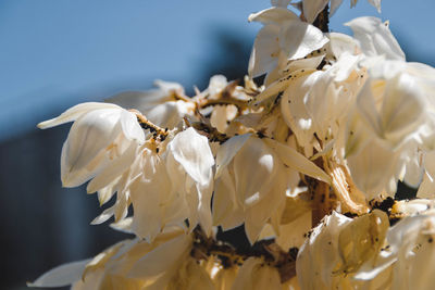 Close-up of white flowers