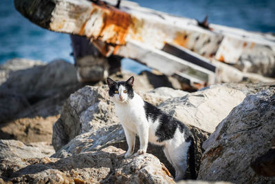 Full length of cat standing on rock by sea