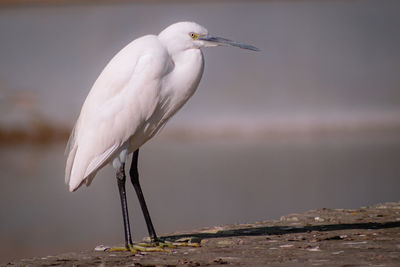 Wading bird on a pier - ave pernalta num cais.