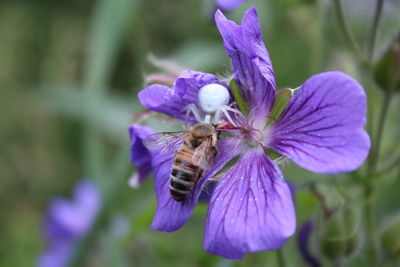 Close-up of honey bee on white flower