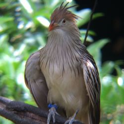 Close-up of bird perching on branch