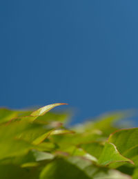 Close-up of plant against clear blue sky