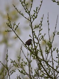 Low angle view of bird perching on tree