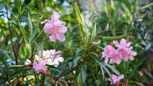 Close-up of pink flowers