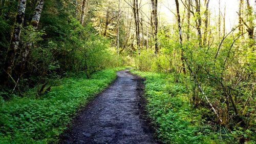 Road passing through forest