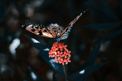 Close-up of butterfly pollinating on flower