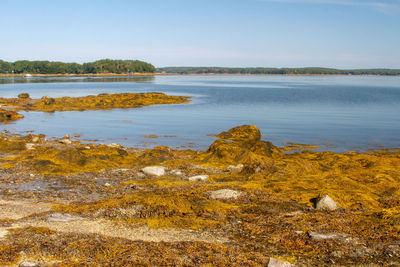 Scenic view of lake against clear sky