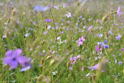 Close-up of purple flowers blooming in field