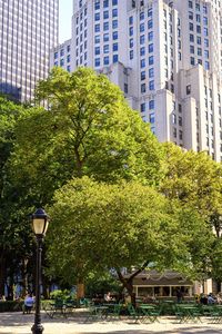 Trees against modern buildings in city