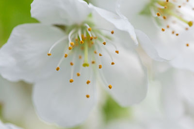 Close-up of white apple blossoms