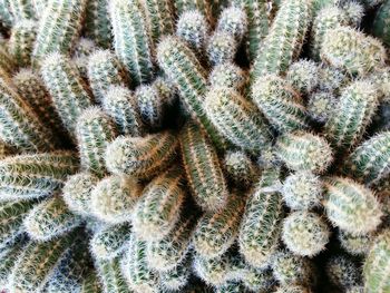 Full frame shot of cactus