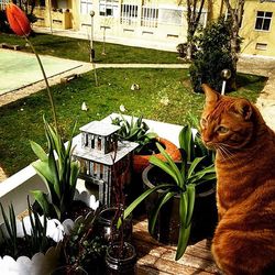 Cat in backyard