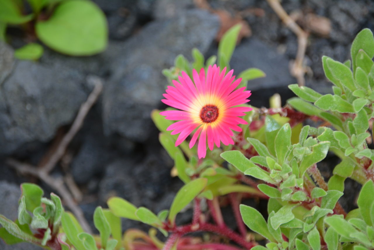 CLOSE-UP OF PINK FLOWER