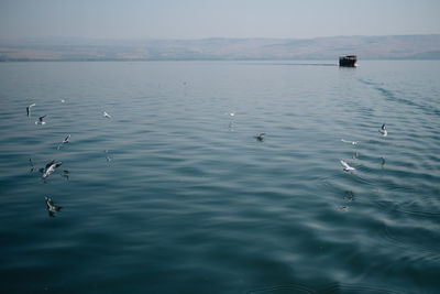 Ducks swimming in sea