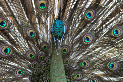 Close-up portrait of peacock
