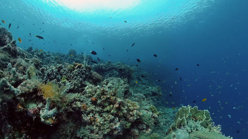 undersea