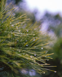 Close-up of plant