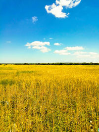 Scenic view of field against sky