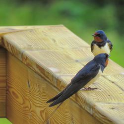 Close-up of bird perching on wood