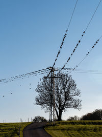 Low angle view of trees on field against clear sky