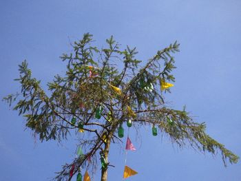 Low angle view of tree against blue sky