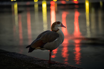 Close-up of bird perching on lake