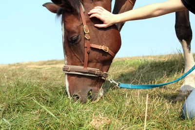 Close-up of a horse on field