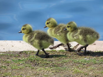 Closeup of three cute goslings 