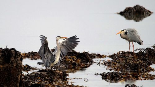 Birds perching on a lake