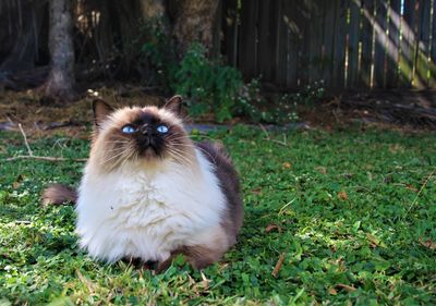 Portrait of cat sitting on field