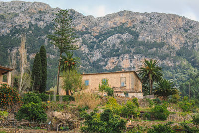 Plants and trees by building against sky