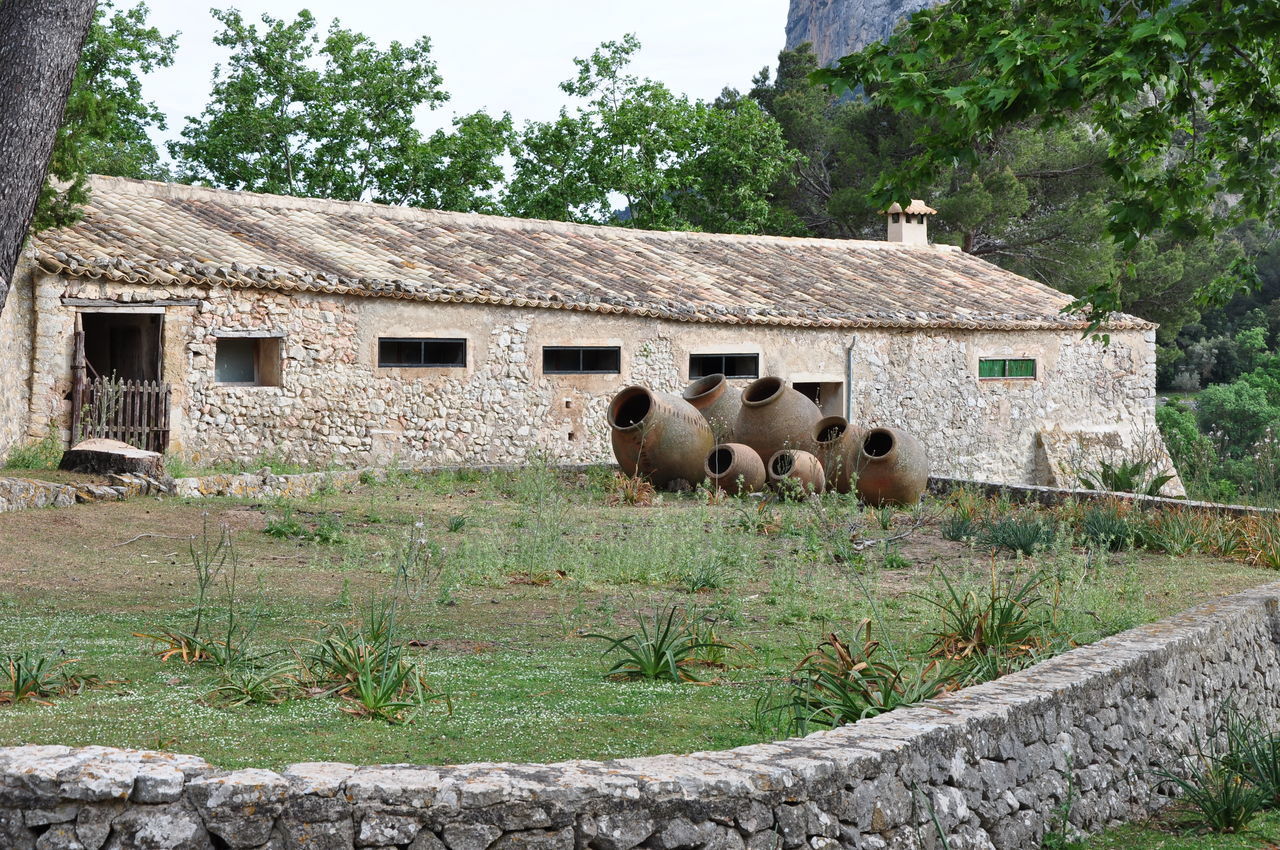 VIEW OF SHEEP ON FIELD